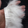 Feathers on ribbon 8cm/1y white 4162